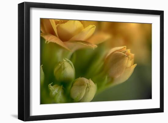 GS-Kalanchoe_1340-Gordon Semmens-Framed Giclee Print