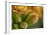 GS-Kalanchoe_1340-Gordon Semmens-Framed Giclee Print