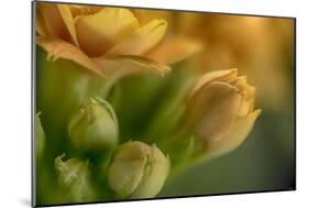 GS-Kalanchoe_1340-Gordon Semmens-Mounted Giclee Print