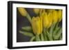 GS-Yellow Tulips_029-Gordon Semmens-Framed Giclee Print