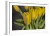 GS-Yellow Tulips_029-Gordon Semmens-Framed Giclee Print