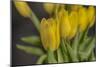 GS-Yellow Tulips_029-Gordon Semmens-Mounted Giclee Print