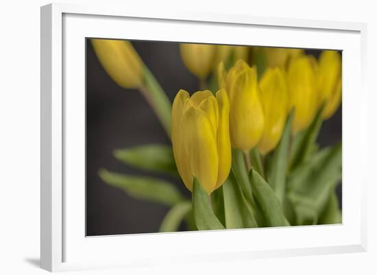 GS-Yellow Tulips_029-Gordon Semmens-Framed Giclee Print