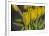 GS-Yellow Tulips_029-Gordon Semmens-Framed Giclee Print