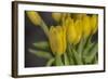 GS-Yellow Tulips_029-Gordon Semmens-Framed Giclee Print