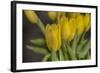 GS-Yellow Tulips_029-Gordon Semmens-Framed Giclee Print