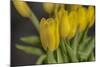 GS-Yellow Tulips_029-Gordon Semmens-Mounted Giclee Print