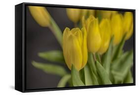GS-Yellow Tulips_029-Gordon Semmens-Framed Stretched Canvas