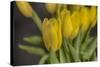 GS-Yellow Tulips_029-Gordon Semmens-Stretched Canvas