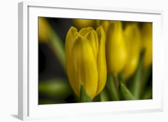 GS-Yellow Tulips_030-Gordon Semmens-Framed Giclee Print