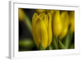 GS-Yellow Tulips_030-Gordon Semmens-Framed Giclee Print