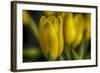 GS-Yellow Tulips_030-Gordon Semmens-Framed Giclee Print