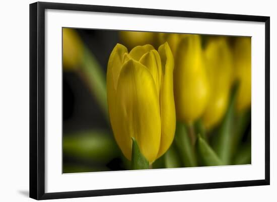 GS-Yellow Tulips_030-Gordon Semmens-Framed Giclee Print