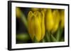 GS-Yellow Tulips_030-Gordon Semmens-Framed Giclee Print