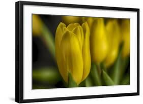 GS-Yellow Tulips_030-Gordon Semmens-Framed Giclee Print