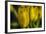 GS-Yellow Tulips_030-Gordon Semmens-Framed Giclee Print