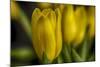 GS-Yellow Tulips_030-Gordon Semmens-Mounted Giclee Print