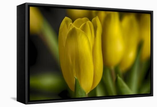 GS-Yellow Tulips_030-Gordon Semmens-Framed Stretched Canvas