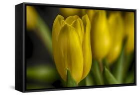 GS-Yellow Tulips_030-Gordon Semmens-Framed Stretched Canvas