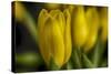 GS-Yellow Tulips_030-Gordon Semmens-Stretched Canvas