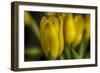 GS-Yellow Tulips_030-Gordon Semmens-Framed Giclee Print