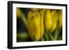 GS-Yellow Tulips_030-Gordon Semmens-Framed Giclee Print