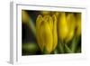 GS-Yellow Tulips_030-Gordon Semmens-Framed Giclee Print