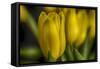 GS-Yellow Tulips_030-Gordon Semmens-Framed Stretched Canvas