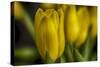 GS-Yellow Tulips_030-Gordon Semmens-Stretched Canvas