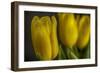 GS-Yellow Tulips_032-Gordon Semmens-Framed Giclee Print