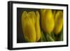 GS-Yellow Tulips_032-Gordon Semmens-Framed Giclee Print