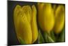 GS-Yellow Tulips_032-Gordon Semmens-Mounted Giclee Print