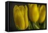 GS-Yellow Tulips_032-Gordon Semmens-Framed Stretched Canvas