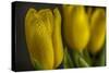 GS-Yellow Tulips_032-Gordon Semmens-Stretched Canvas