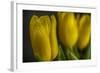 GS-Yellow Tulips_032-Gordon Semmens-Framed Giclee Print