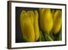 GS-Yellow Tulips_032-Gordon Semmens-Framed Giclee Print