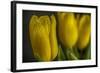 GS-Yellow Tulips_032-Gordon Semmens-Framed Giclee Print