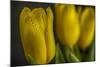 GS-Yellow Tulips_032-Gordon Semmens-Mounted Giclee Print