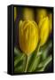 GS-Yellow Tulips_035-Gordon Semmens-Framed Stretched Canvas