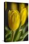 GS-Yellow Tulips_035-Gordon Semmens-Stretched Canvas