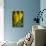 GS-Yellow Tulips_035-Gordon Semmens-Giclee Print displayed on a wall