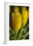 GS-Yellow Tulips_035-Gordon Semmens-Framed Giclee Print