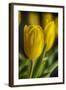 GS-Yellow Tulips_035-Gordon Semmens-Framed Giclee Print