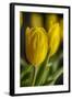 GS-Yellow Tulips_035-Gordon Semmens-Framed Giclee Print