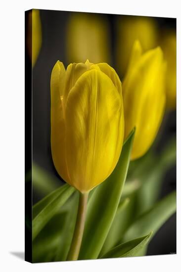 GS-Yellow Tulips_035-Gordon Semmens-Stretched Canvas