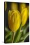 GS-Yellow Tulips_035-Gordon Semmens-Stretched Canvas