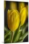 GS-Yellow Tulips_035-Gordon Semmens-Mounted Giclee Print