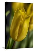 GS-Yellow Tulips_037-Gordon Semmens-Stretched Canvas