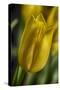 GS-Yellow Tulips_037-Gordon Semmens-Stretched Canvas