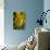 GS-Yellow Tulips_037-Gordon Semmens-Giclee Print displayed on a wall